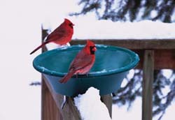 Heated Birdbaths on Sale Now