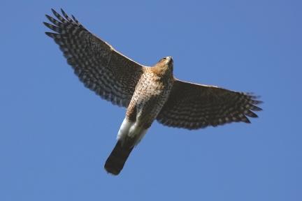 Wild Birds Unlimited - Nature Shop