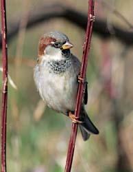 Invasive House Sparrow